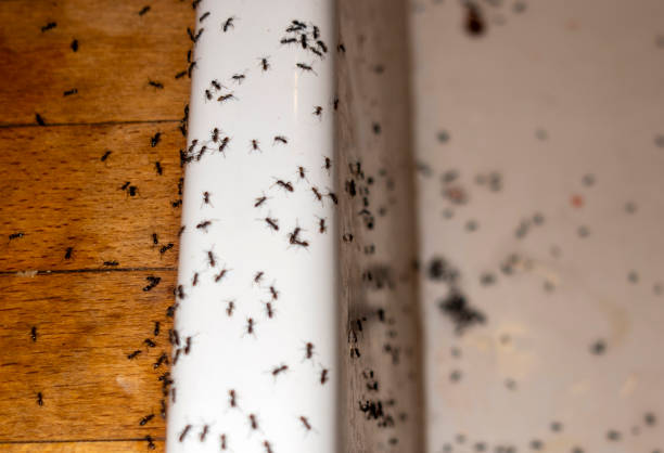 Best Pest Inspection Near Me  in Goose Creek, SC