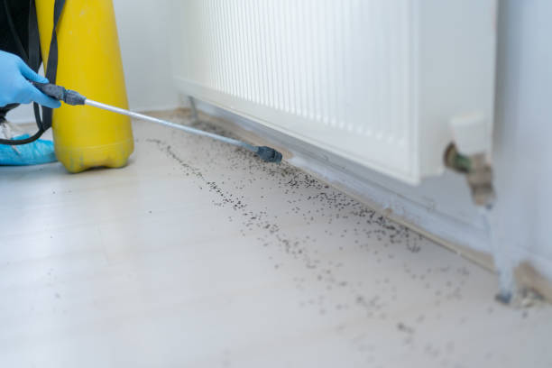 Best Insect Control  in Goose Creek, SC